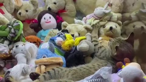 Kittens