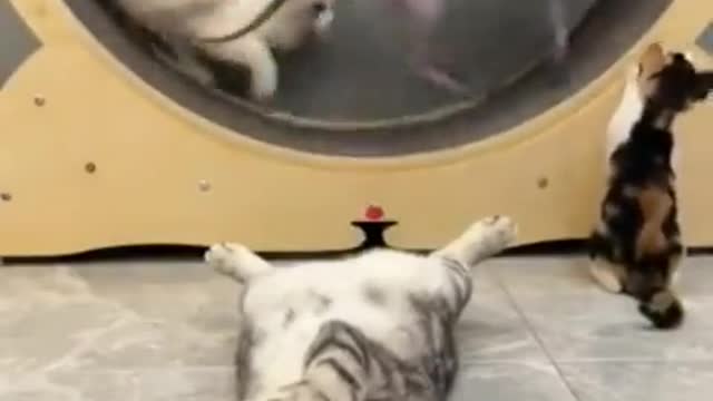 Our kitty playing a game 😁😁