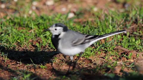 Discover Birding Portugal - Cabranosa, Sagres 07-11-2023 Vlog (278)