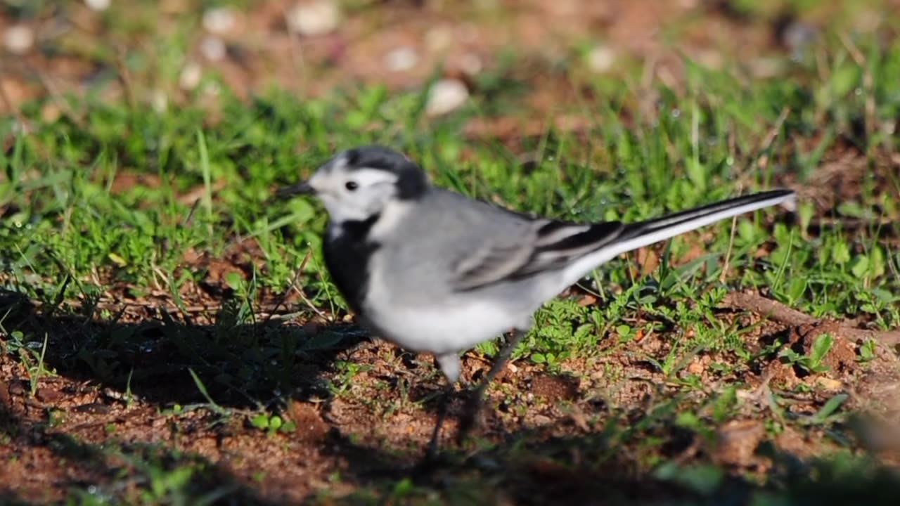 Discover Birding Portugal - Cabranosa, Sagres 07-11-2023 Vlog (278)