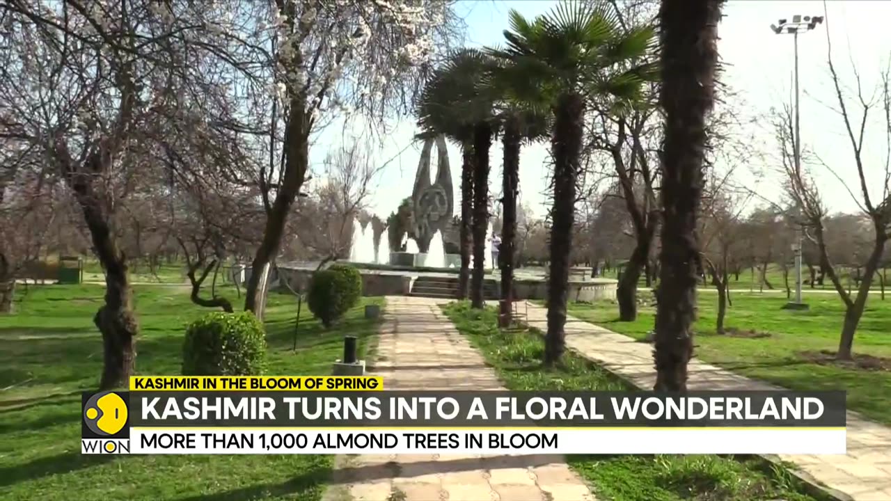 Kashmir Blossoms into a Floral Wonderland - Latest India News - Latest English News - WION