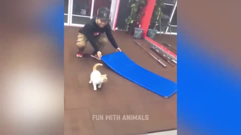 The funniest animals 😂 Fun with cats and dogs 2023