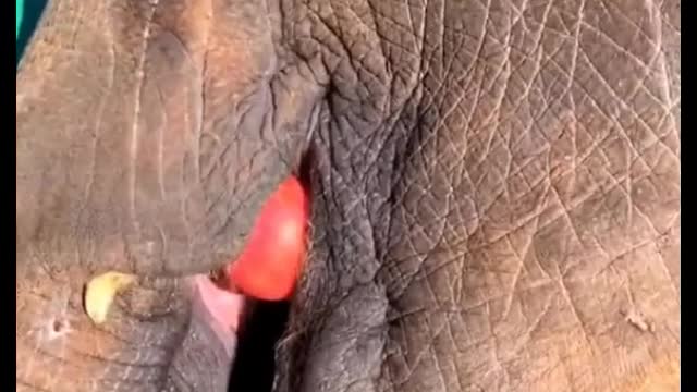 Why are the soles of elephants soft?