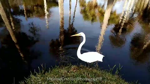 Cracker the Great White Heron