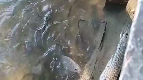 This is a beautiful and charming water-dwelling species