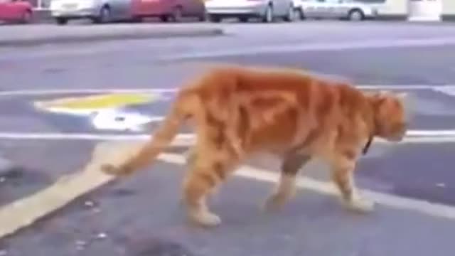 Cat love Ride with Bus and Neve