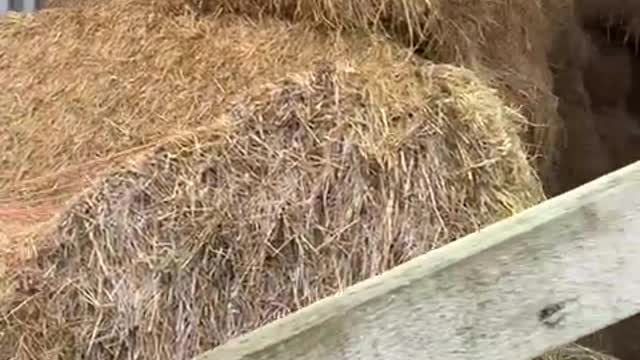 Mob of Black Kittens Chill in Hay Stacks