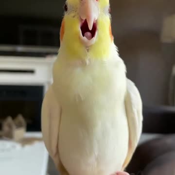 The cocktail folds the goat's voice