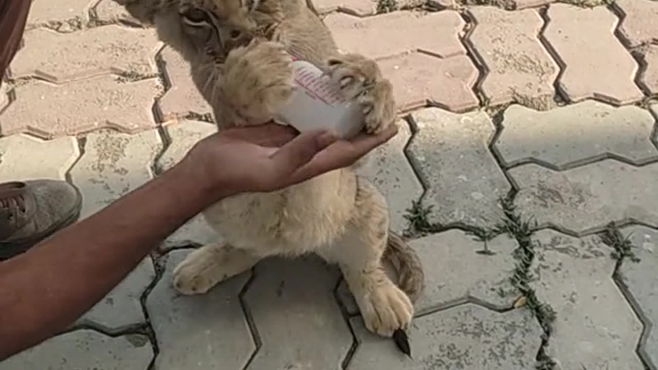 Lion baby 🐈🍼 drinking