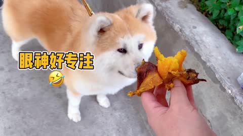 The little dog who ate baked sweet potato for the first time~he likes it very much