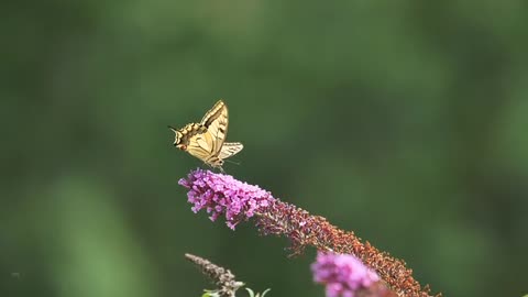 Butterfly efects