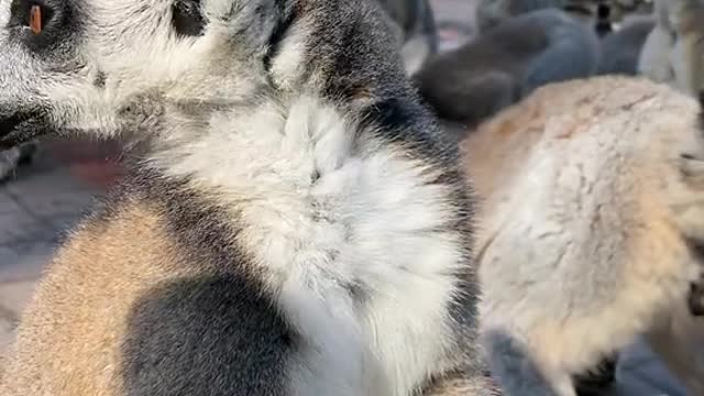 Listen to the foodie voice # Cute pet