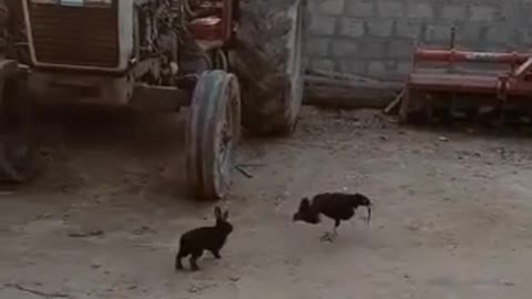 Rabbit and chicken fight awesome