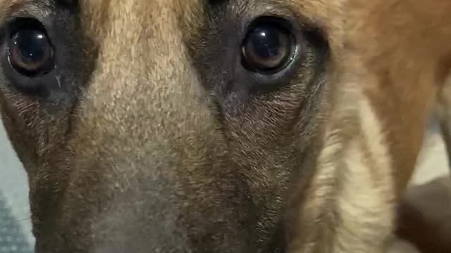 Dog brings owner her coat when he wants to go outside.