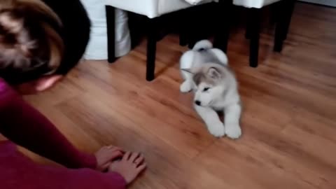 cute puppies doing funny things