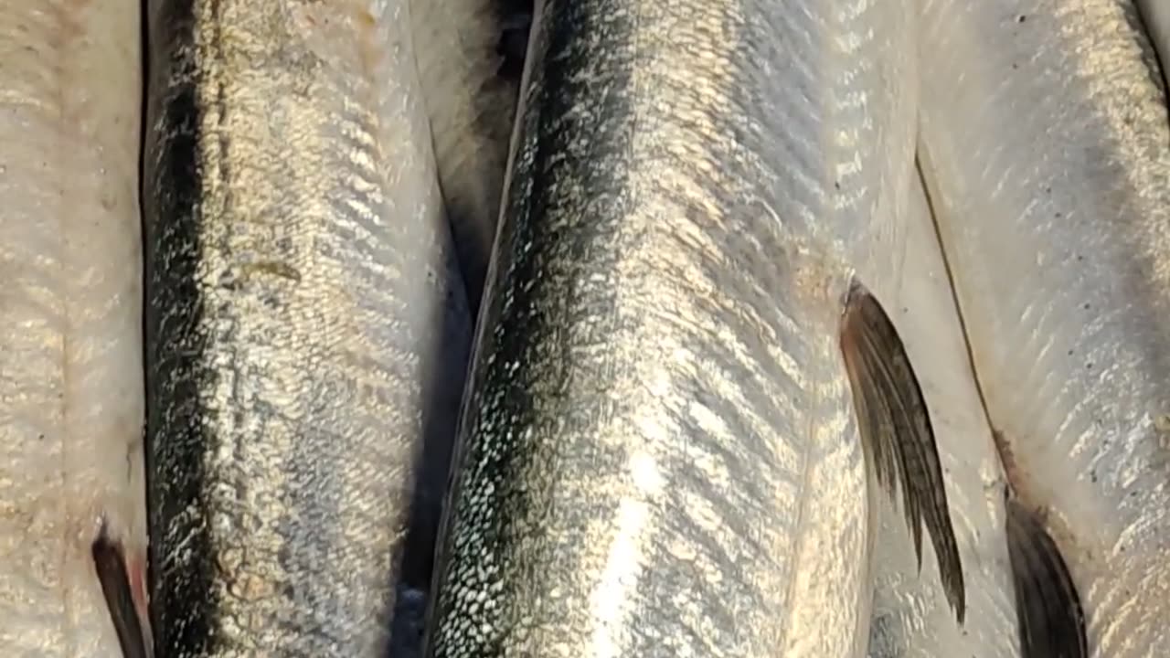 Ocean Big Kakila Fish Nice Video l Kaita Mach Video In Market#shorts