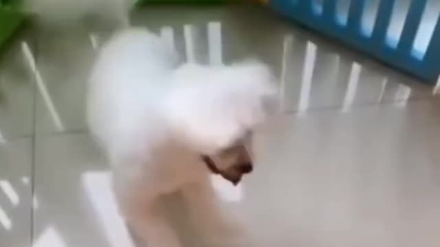 funny dancer puppy
