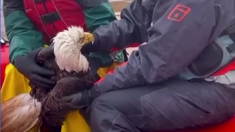 ~ THE RESCUE OF A BALD EAGLE ~