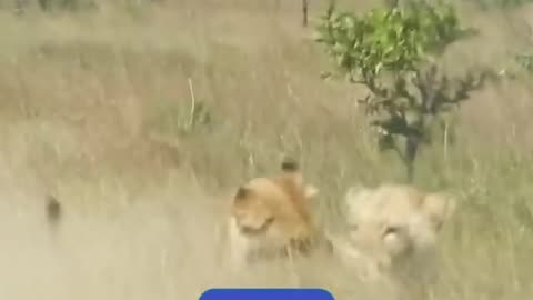 Warthog ambush by two lions