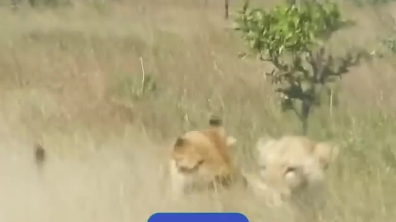 Warthog ambush by two lions