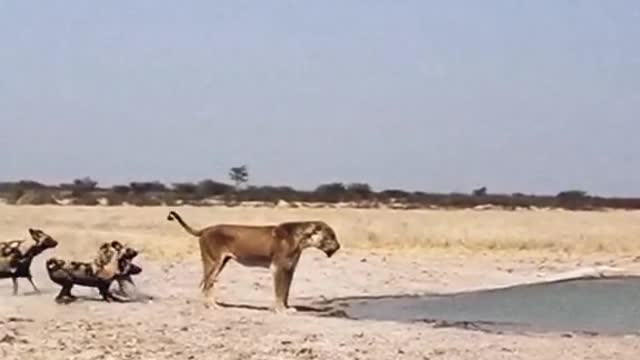Lions are not afraid of hyenas