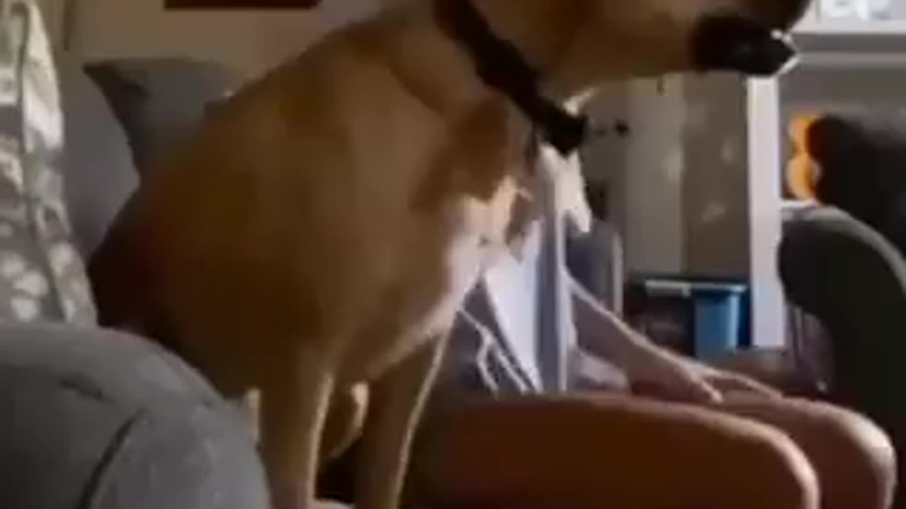 When Your Dog is A Football Fan