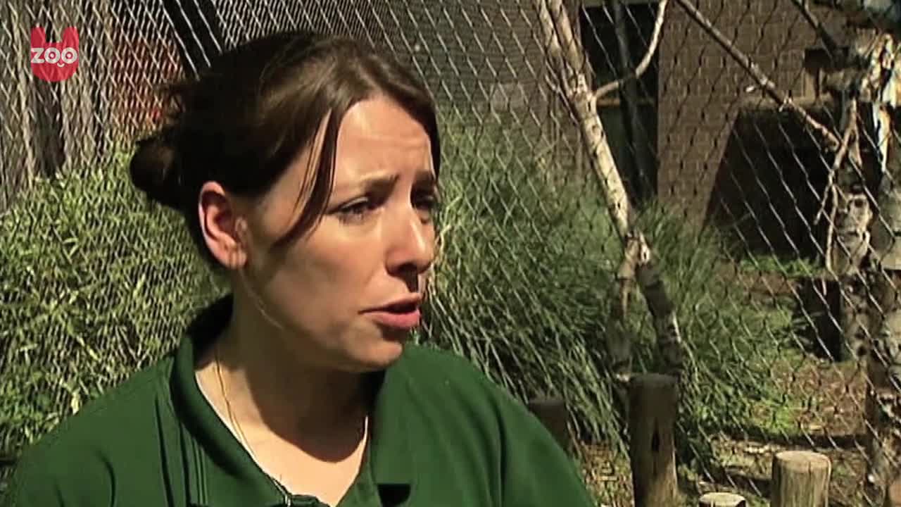 Mangabey Monkeys Make Rare Animal List