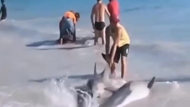 Dolphin washed up on the beach