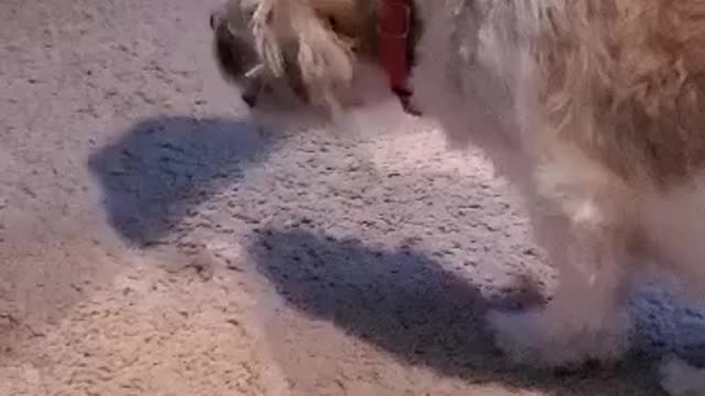 Dog loves his Burger King french fries