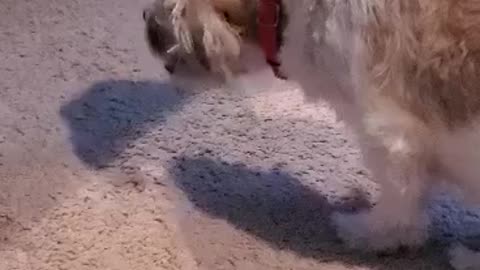 Dog loves his Burger King french fries