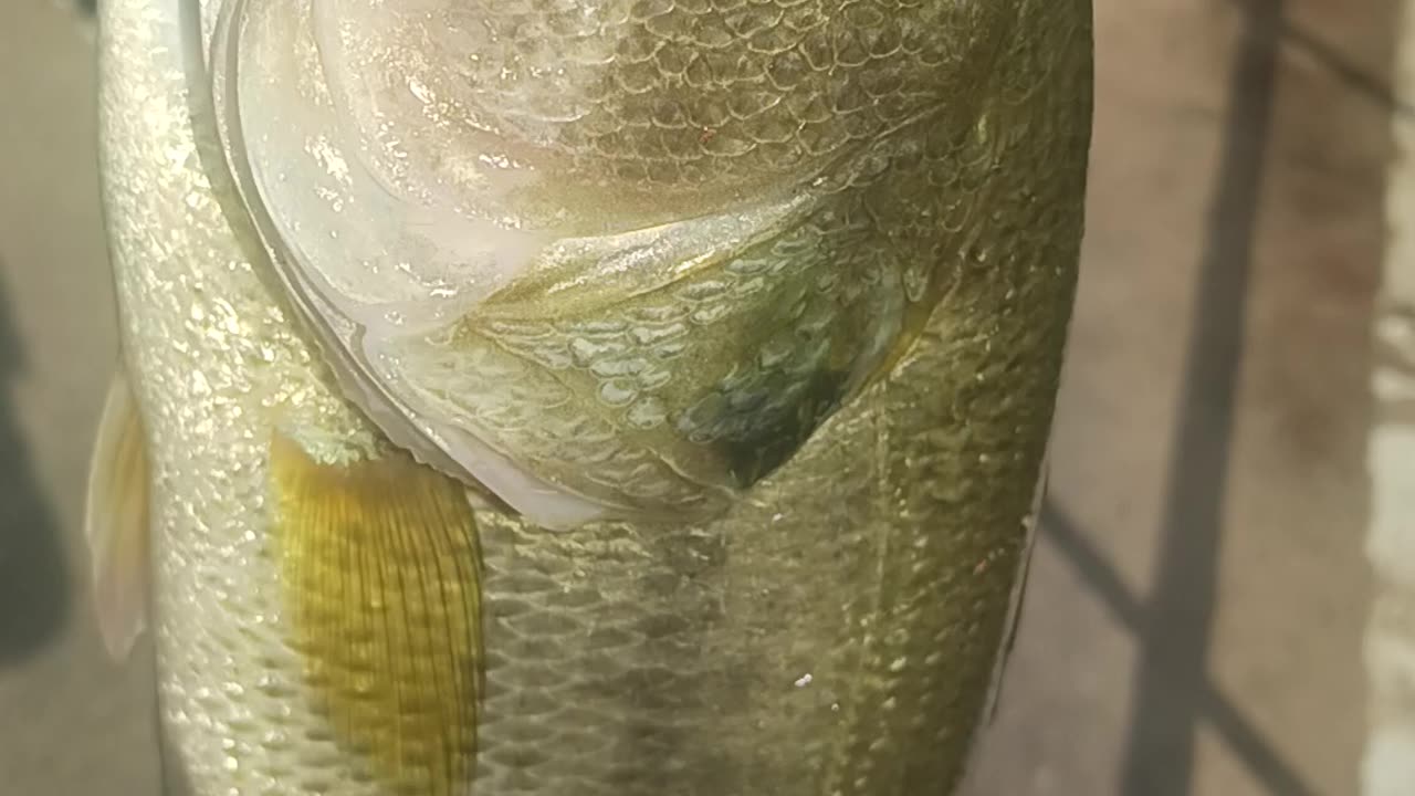 Personal best largemouth