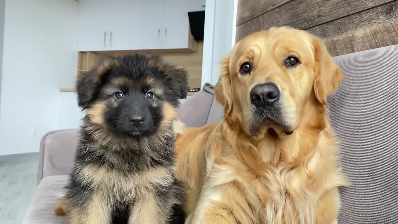My German Shepherd Puppy Has an Argument with My Dog