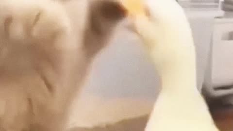 Hilarious Feline Antics Whisker-Raising Comedy.