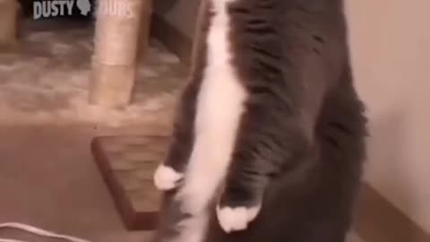 Very funny video of cat 🤣