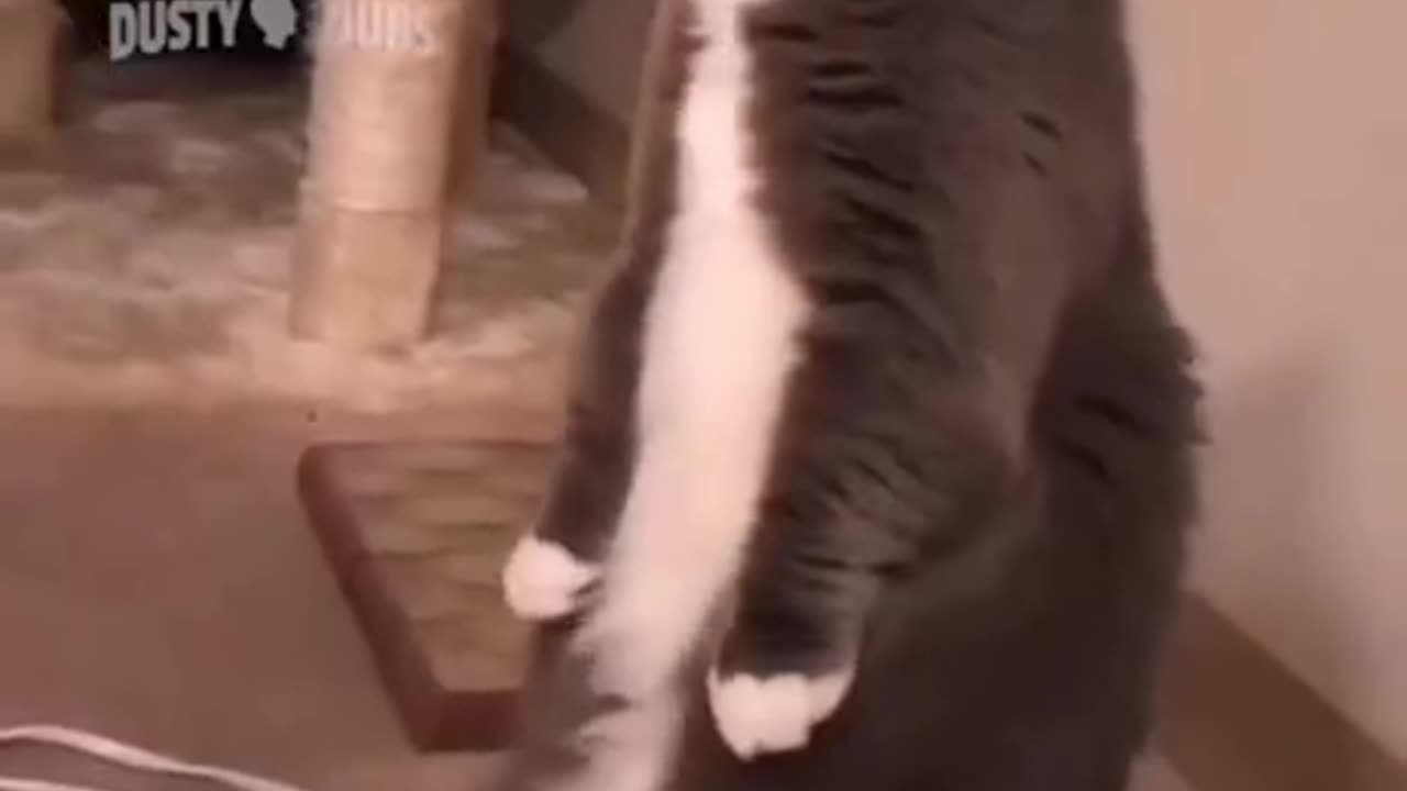 Very funny video of cat 🤣