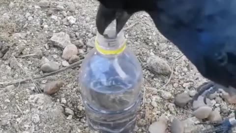 Thirsty crow