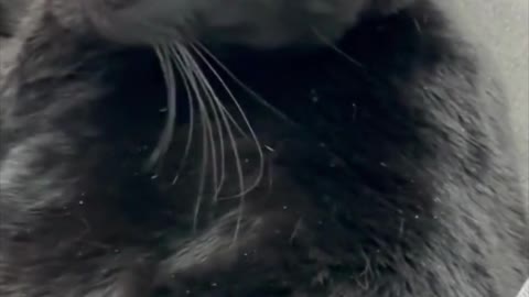 Adopting a Cat from a Shelter Vlog - Cute Precious Piper Enjoys Sprawling Out #shorts