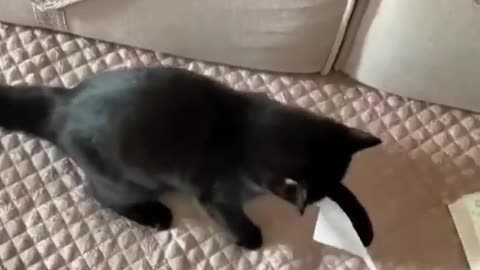 Fanny cat video