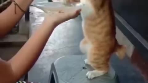 Funny cats viral clips