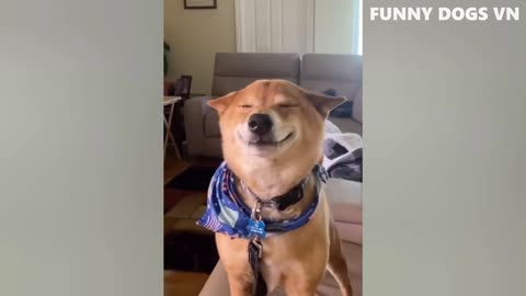 You've seen smiling dogs