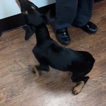 Doberman puppy (Primm) gets cheese wiz and loves it