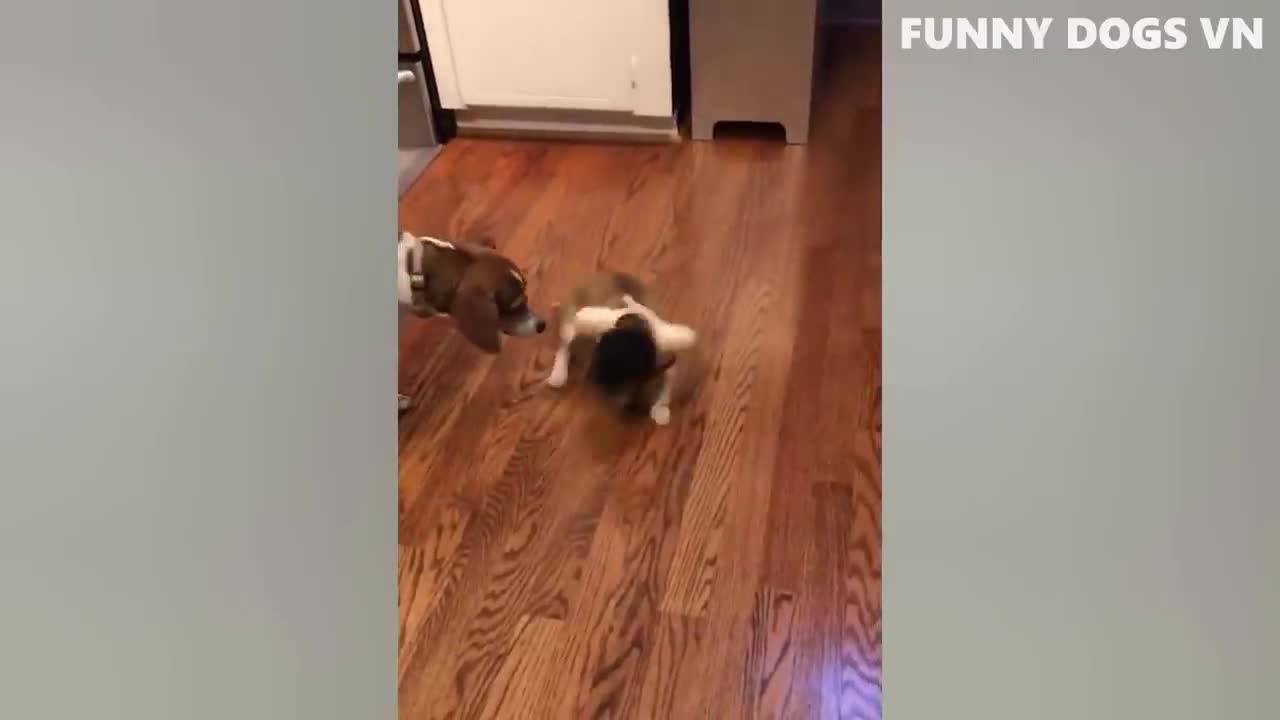 Funniest Animals Video - Funny Dogs And Cats - Try Not To Laugh Animals 2022 (5)