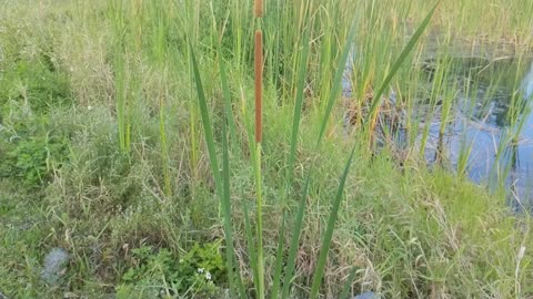 Cat tails are edible