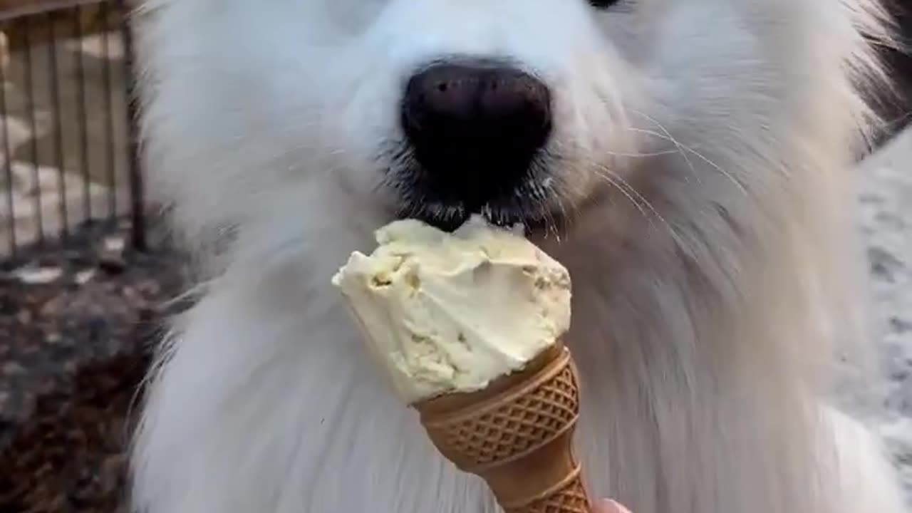 Felix the Samoyed Enjoying lce Cream😍