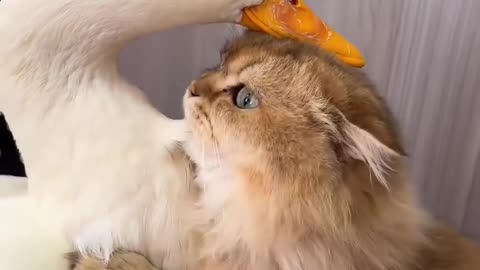 Friendship between cat and duck،ducks ,cats,funny videos ,