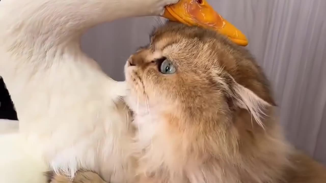 Friendship between cat and duck،ducks ,cats,funny videos ,