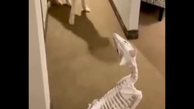 Best of these amazing funny animals #short video
