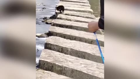 Animaux les plus drôles 2023 😂 Vidéos drôles de chats et de chiens 🐱🐶 Animaux drôles 2023