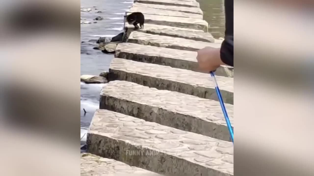 Animaux les plus drôles 2023 😂 Vidéos drôles de chats et de chiens 🐱🐶 Animaux drôles 2023