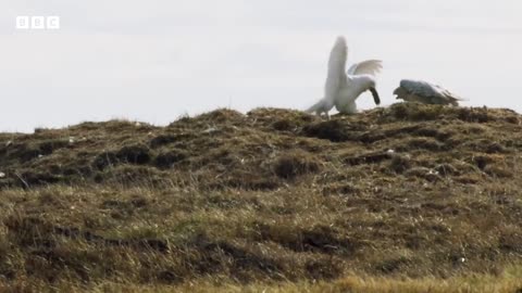 Feeding snowy owl chicks is no mean feat 😂 _ Frozen Planet II - BBC